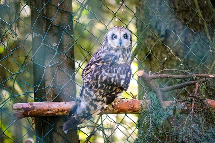 Ranua Wildlife Park in Finnish Lapland