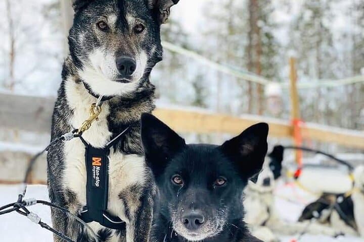 Arctic Huskies!