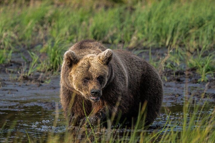 Bear and Arctic Animals 2 Day Trip from Rovaniemi