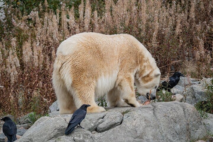 Ranua Wildlife Park in Summer and Autumn from Rovaniemi