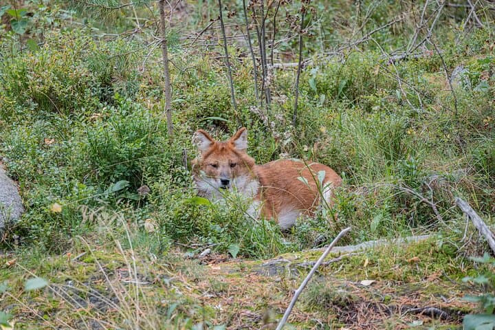 Ranua Wildlife Park in Summer and Autumn from Rovaniemi