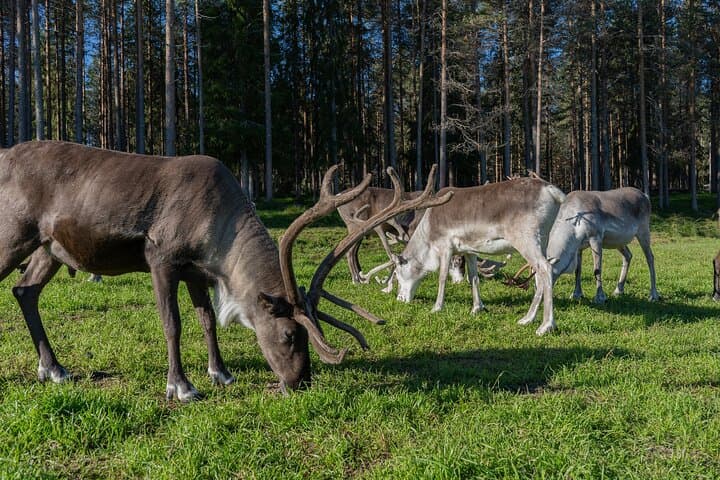 Private Wilderness Sauna & Reindeer Farm Visit from Rovaniemi