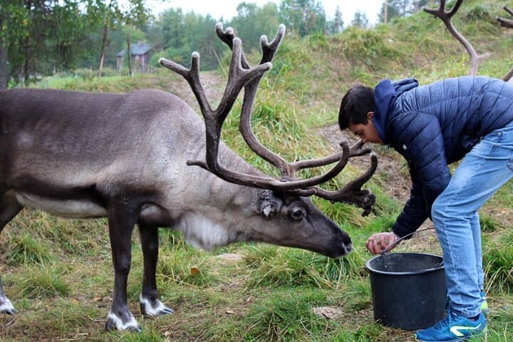 Summer Traditional Reindeer Farm Tour in Rovaniemi