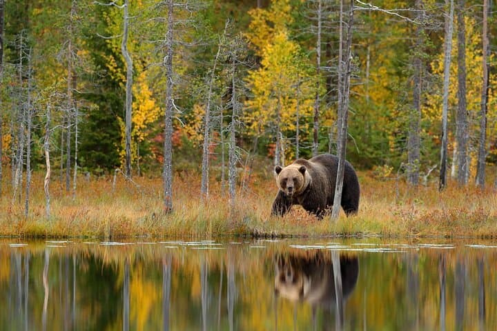 Guaranteed Lapland Bear-Watching Evening Experience