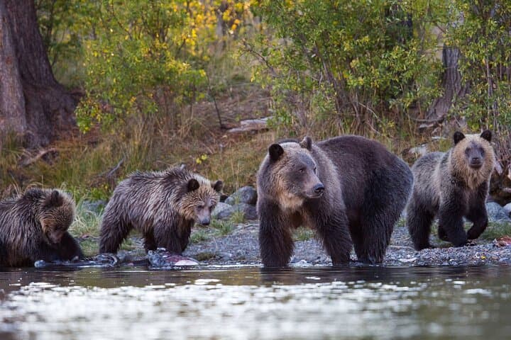 Guaranteed Lapland Bear-Watching Evening Experience