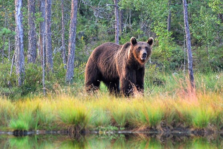 Guaranteed Lapland Bear-Watching Evening Experience