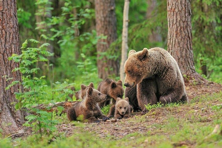 Guaranteed Lapland Bear-Watching Evening Experience