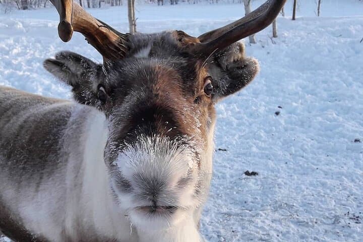 You will have a change to meet and feed our friendly reindeers!