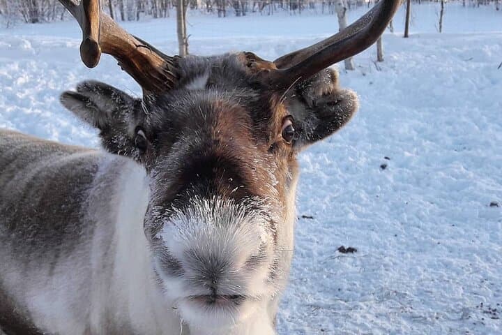 You will meet our friendly reindeers