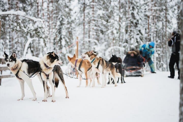 Arctic Circle Highlights Family Day