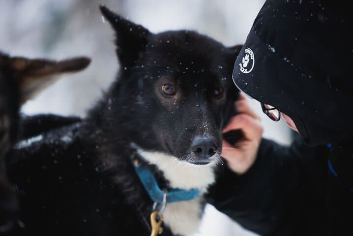 Arctic Circle Highlights Family Day