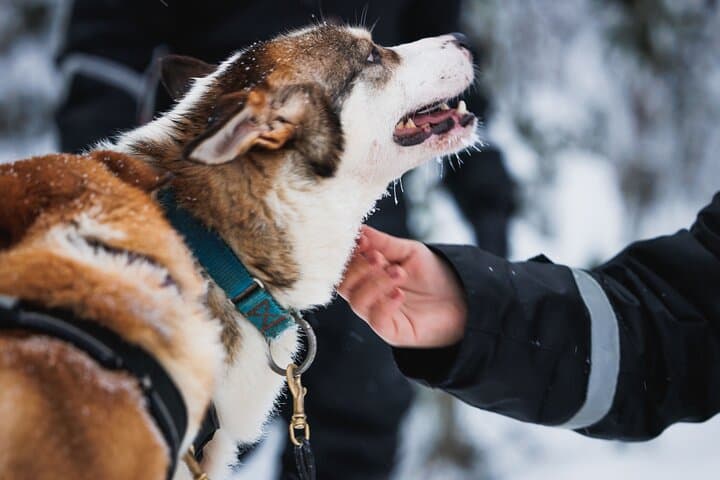 Winter highlights: Snowmobile, Arctic Animals And Santa`s Village