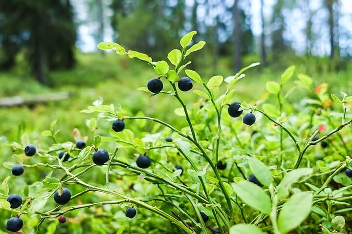 Wild Forest Berries and Mushrooms Picking Tour