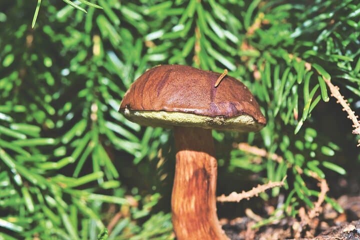 Wild Forest Berries and Mushrooms Picking Tour