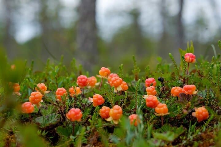 Wild Forest Berries and Mushrooms Picking Tour