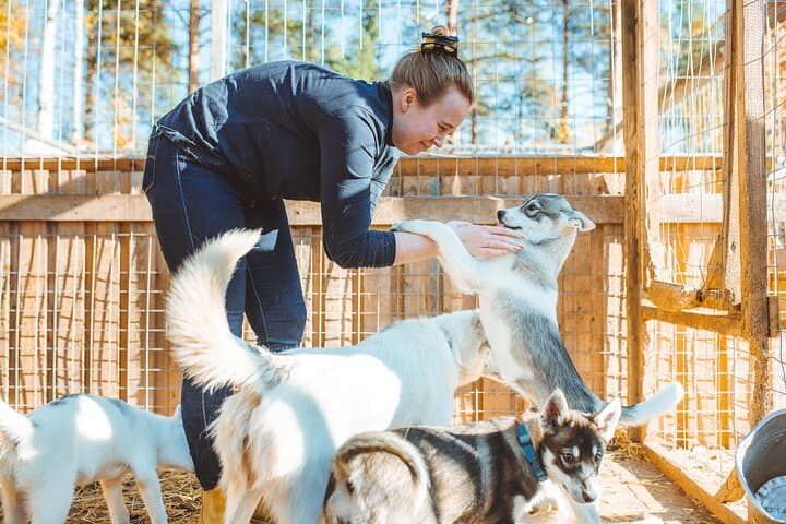 Autumn Husky Ride on Wheels, Apukka Resort Rovaniemi