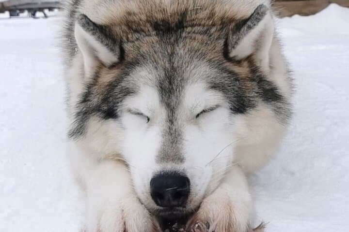 Sleeping...Cute!