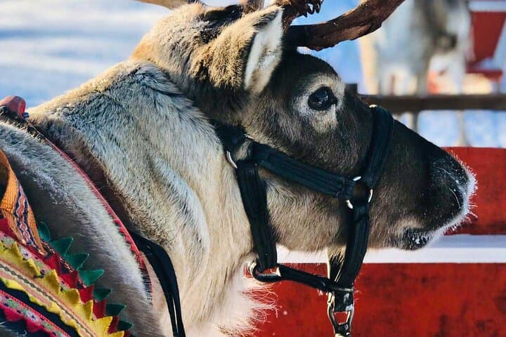 Arctic Reindeer & Sami Culture
