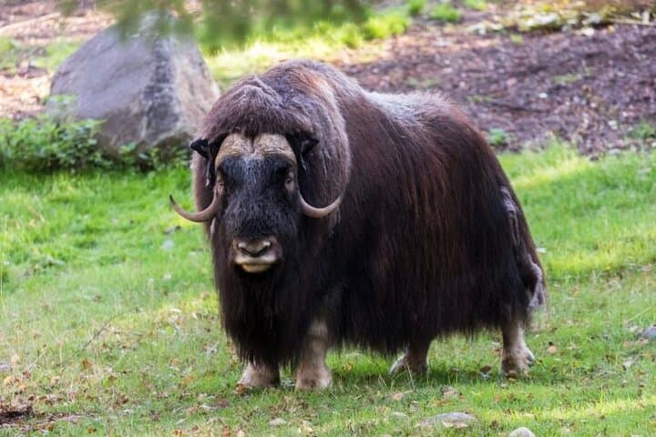 Musk OX