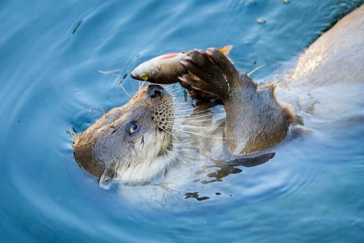 Fish Otter