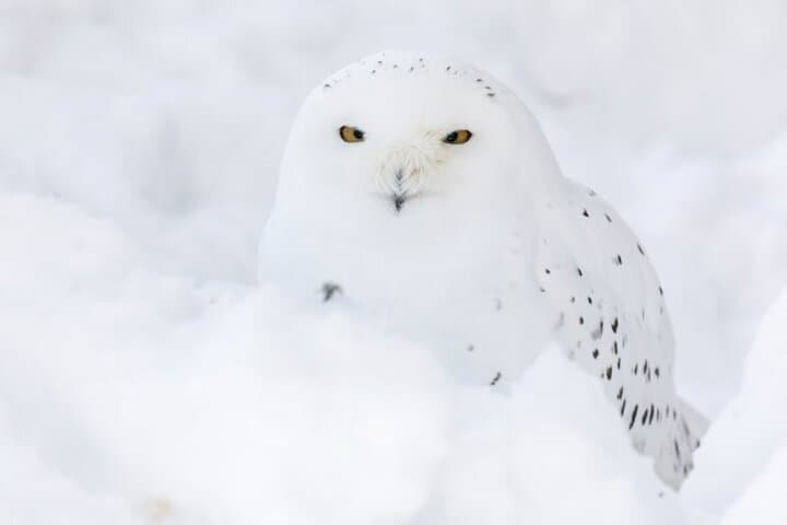 Arctic Snowy Owl