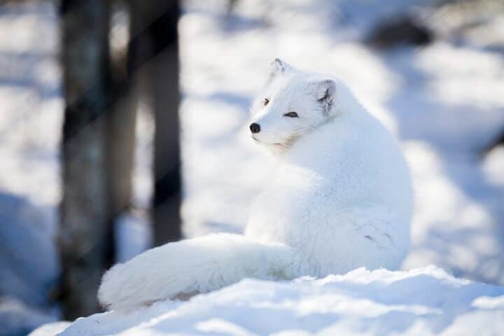 Arctic Fox