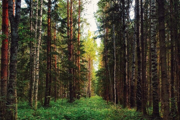 Rovaniemi: Mushrooms & Wild Berries Picking Tour