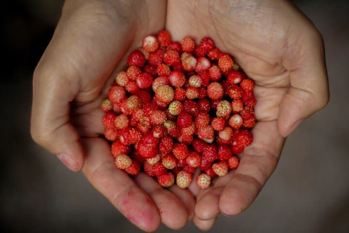 Rovaniemi: Mushrooms & Wild Berries Picking Tour