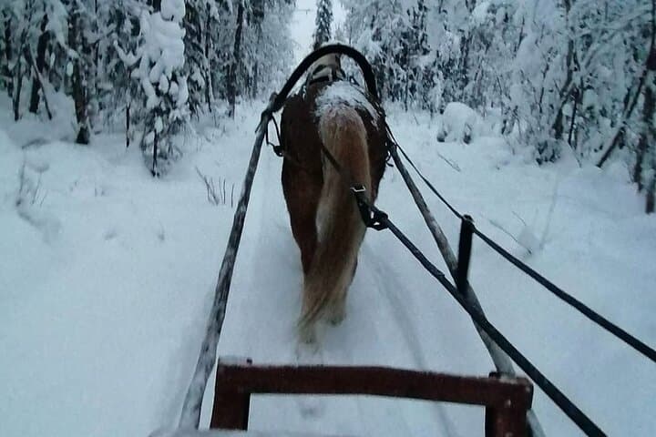 Traditional Finnhorse Sleigh Ride at SCV (30 min)