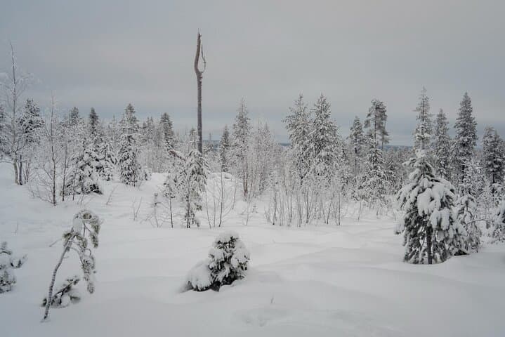 Guided 4-Hour Snowshoe Adventure in Lapland (Private)
