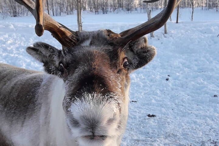 From Kakslauttanen: Ice Fishing Safari to Lake Inari, inc. lunch
