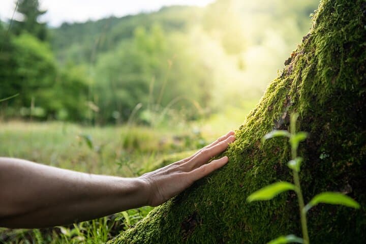 Nuuksio Forest Bathing Escape – From City to Serenity