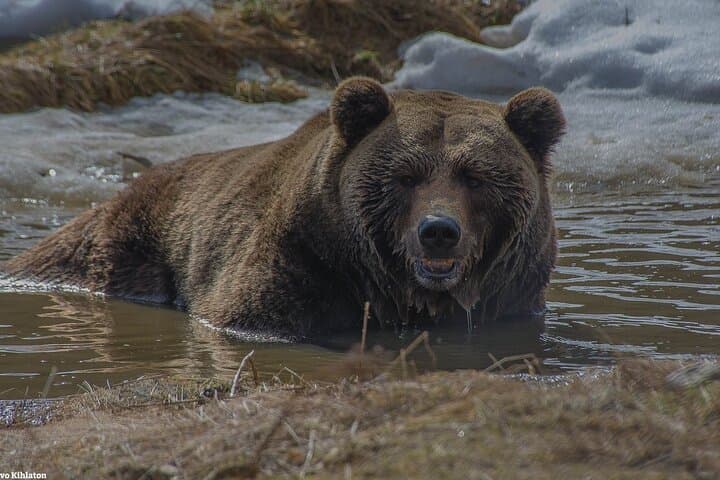 Ranua Arctic Zoo Transfer in Lapland