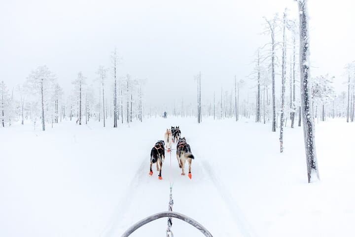Lovely dogs