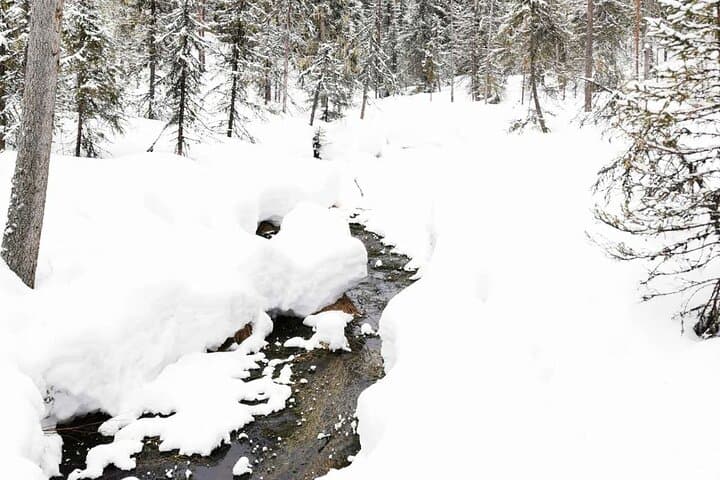 Wild Nature
