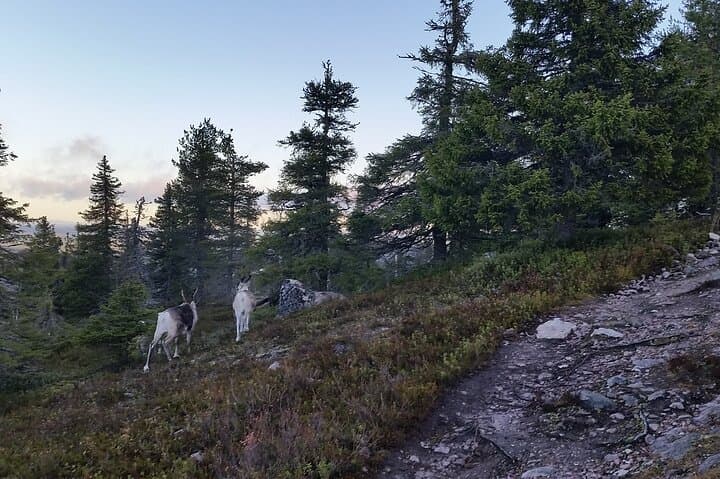 Walking in the Midnight Sun in Riisitunturi National Park