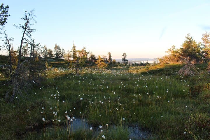 Walking in the Midnight Sun in Riisitunturi National Park