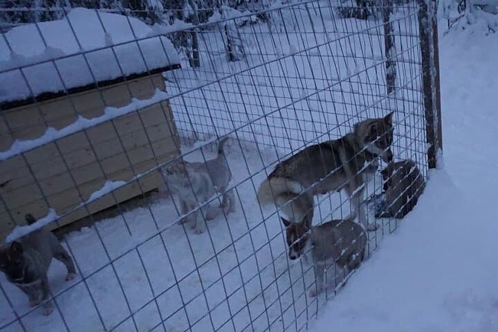 10 km Authentic Husky Safari in the Taiga Forest – Family Kennel