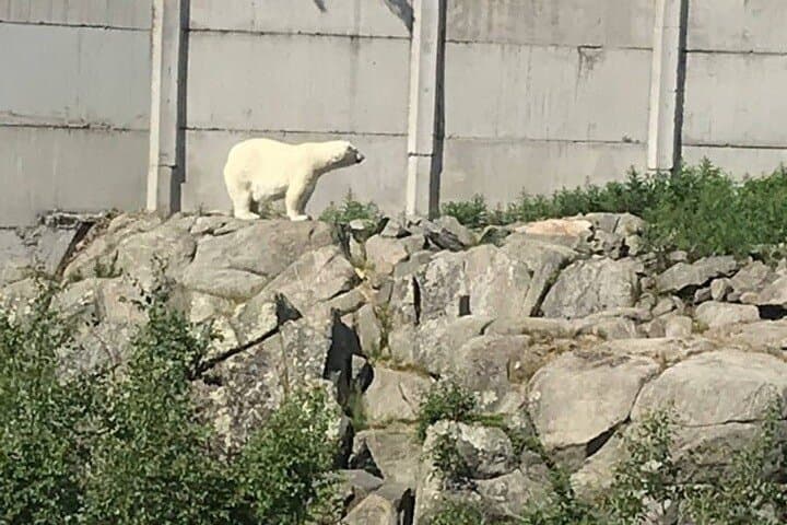Ranua Arctic Wildlife Park Ticket with Transportation