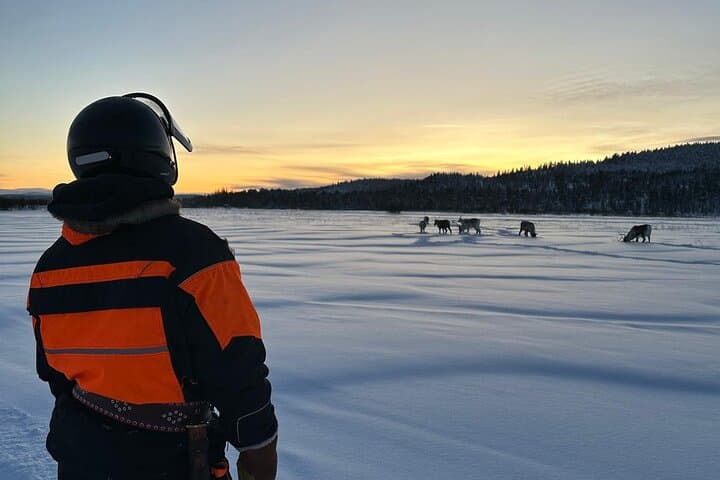 On the way to our secret Ice Fishing place you can see also wild reindeers