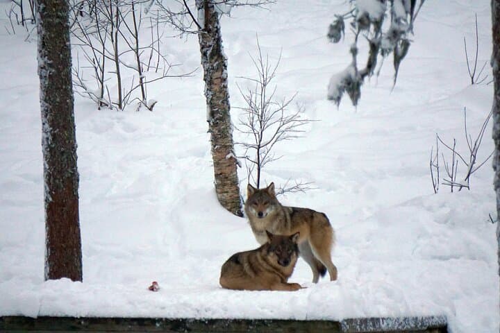 Ranua Arctic Zoo - A Guided Day Tour From Rovaniemi