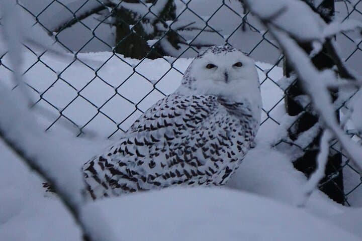 Ranua Arctic Zoo - A Guided Day Tour From Rovaniemi