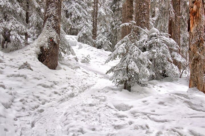 Snowshoeing tour with Wild Lunch