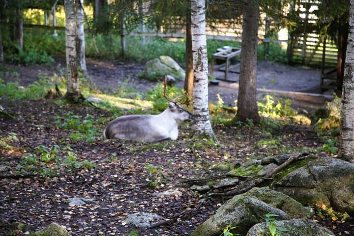 Ranua Arctic Wildlife Park Ticket with Transportation