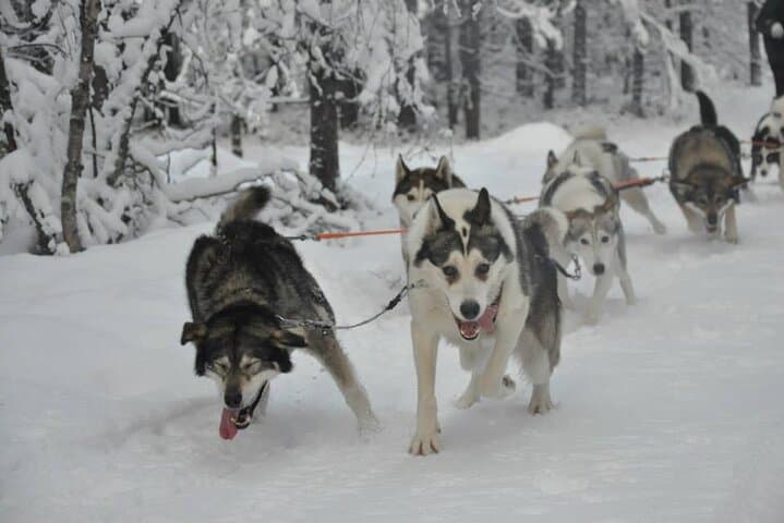 Husky Sledding Ride in Levi