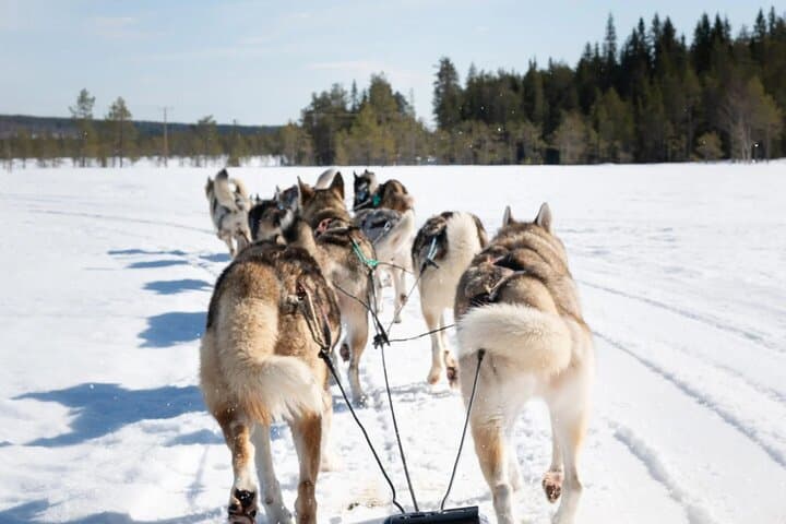 Enjoy the silence while running through the Arctic nature!
