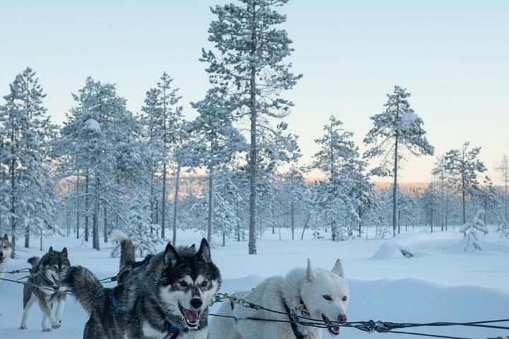 Husky ride experience!