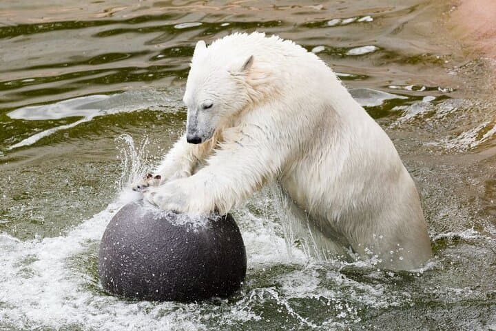 Private Group Transfer to Ranua Zoo from Rovaniemi