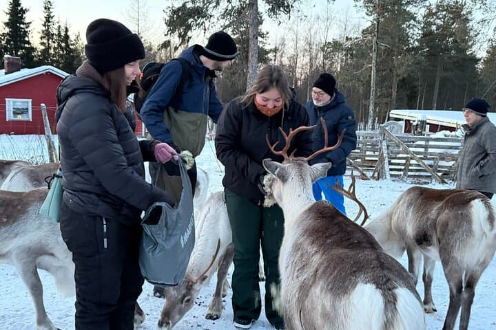 Reindeer Husbandry with Snowmobile Sleigh Ride and Cabin Lunch