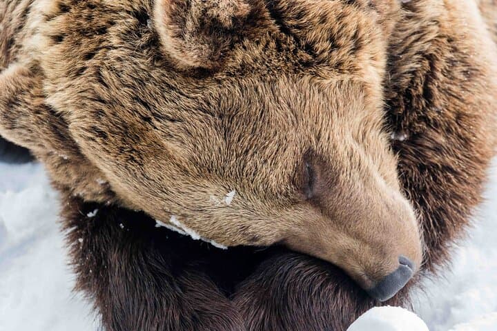 Rovaniemi: Insider Guided Group Tour to Ranua Zoo
